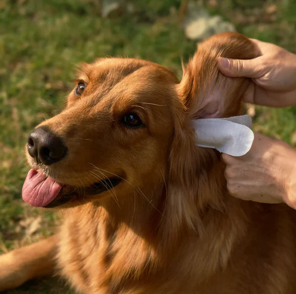 EarWipes Kit - Beskytter Mot Oreproblemer