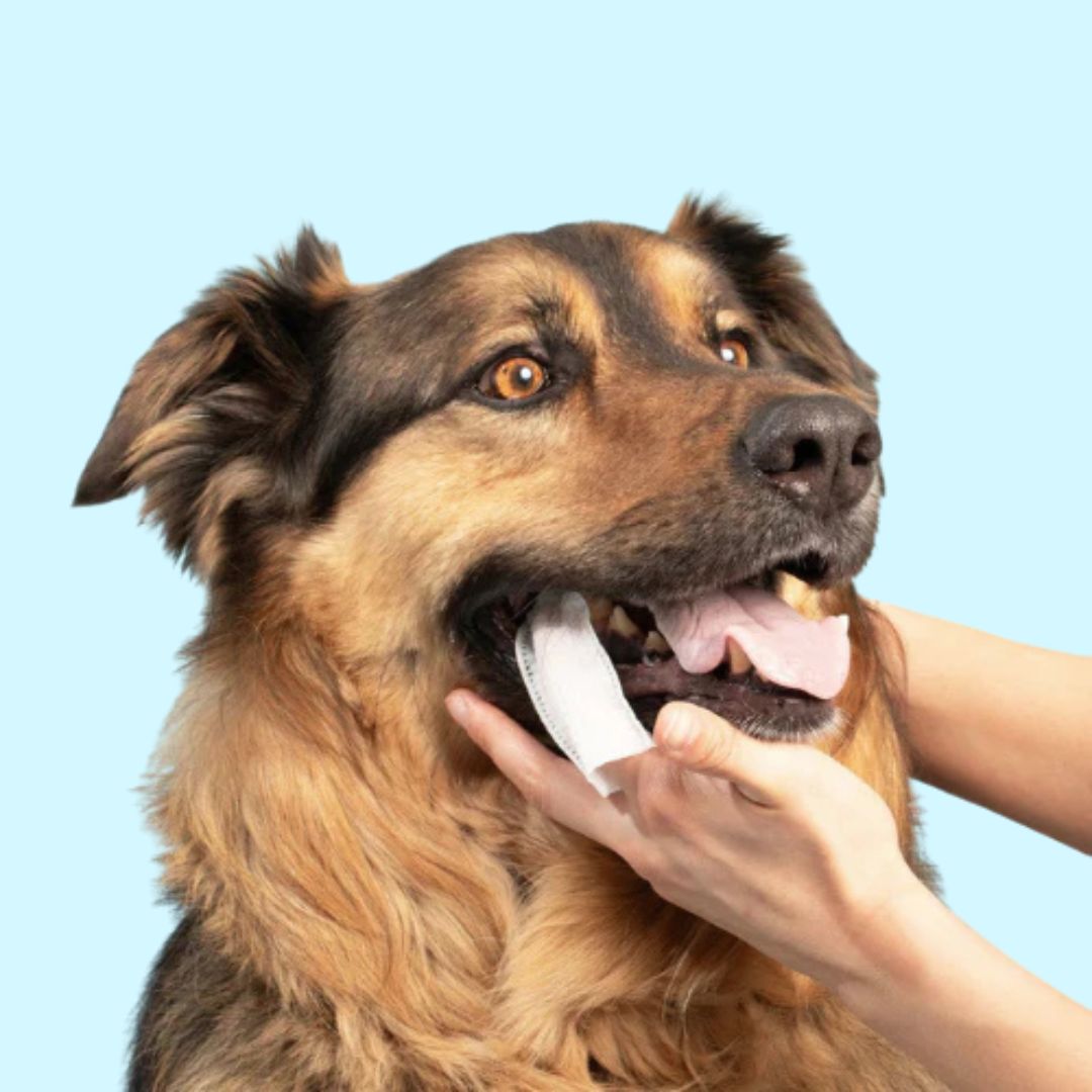 FreshWipe Kit - Beskytter mot tannproblemer