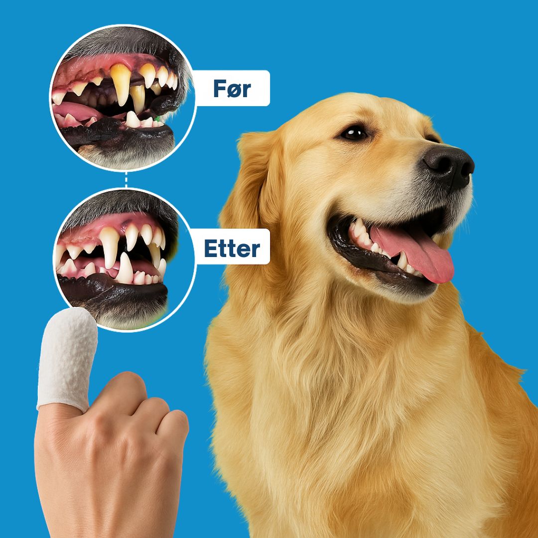 FreshWipe Kit - Beskytter mot tannproblemer