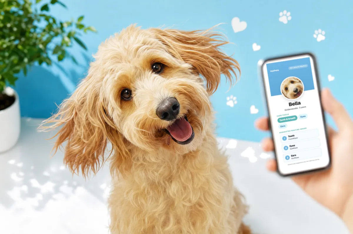 A goldendoodle next to a phone showing her Pet Health Profile with care focus and suggested routine order