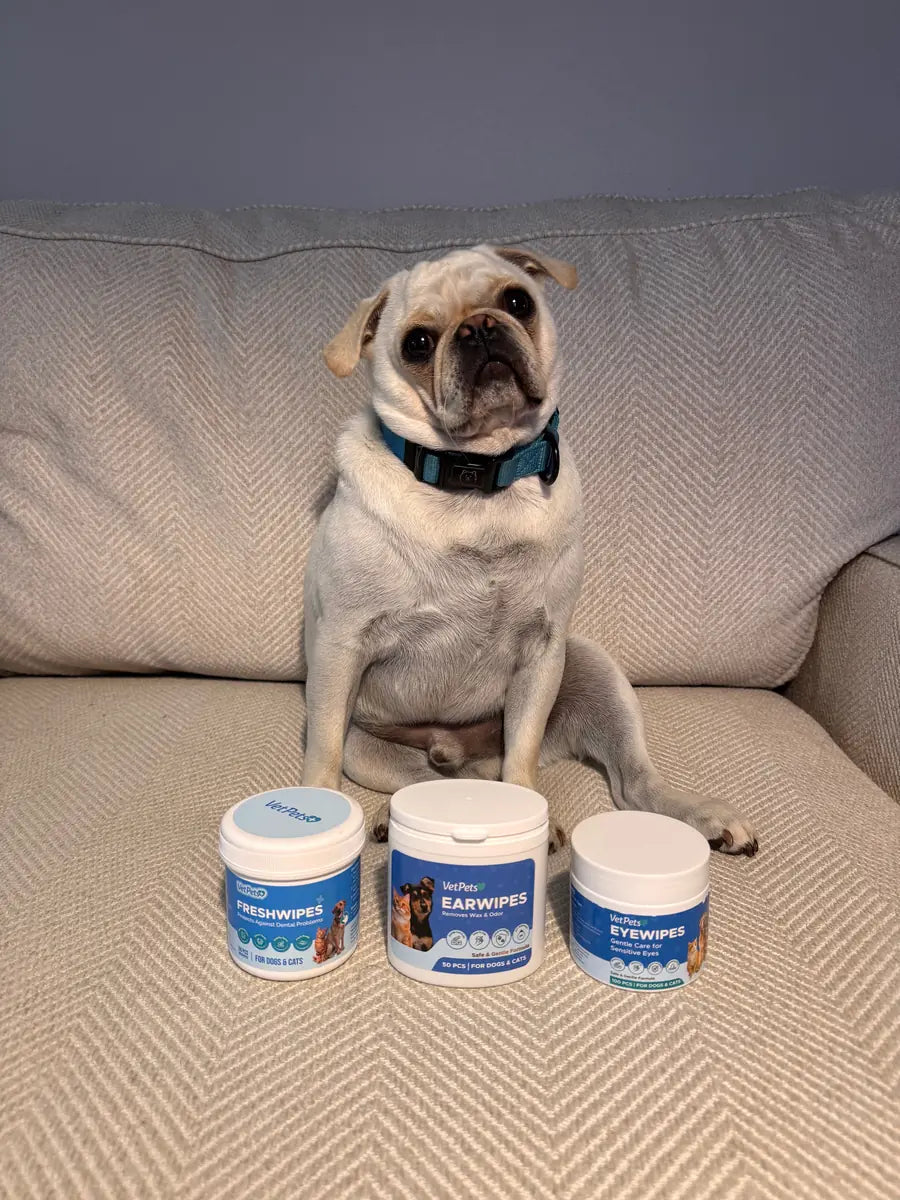 A customer's pug on a sofa with FreshWipes, EarWipes and EyeWipes jars