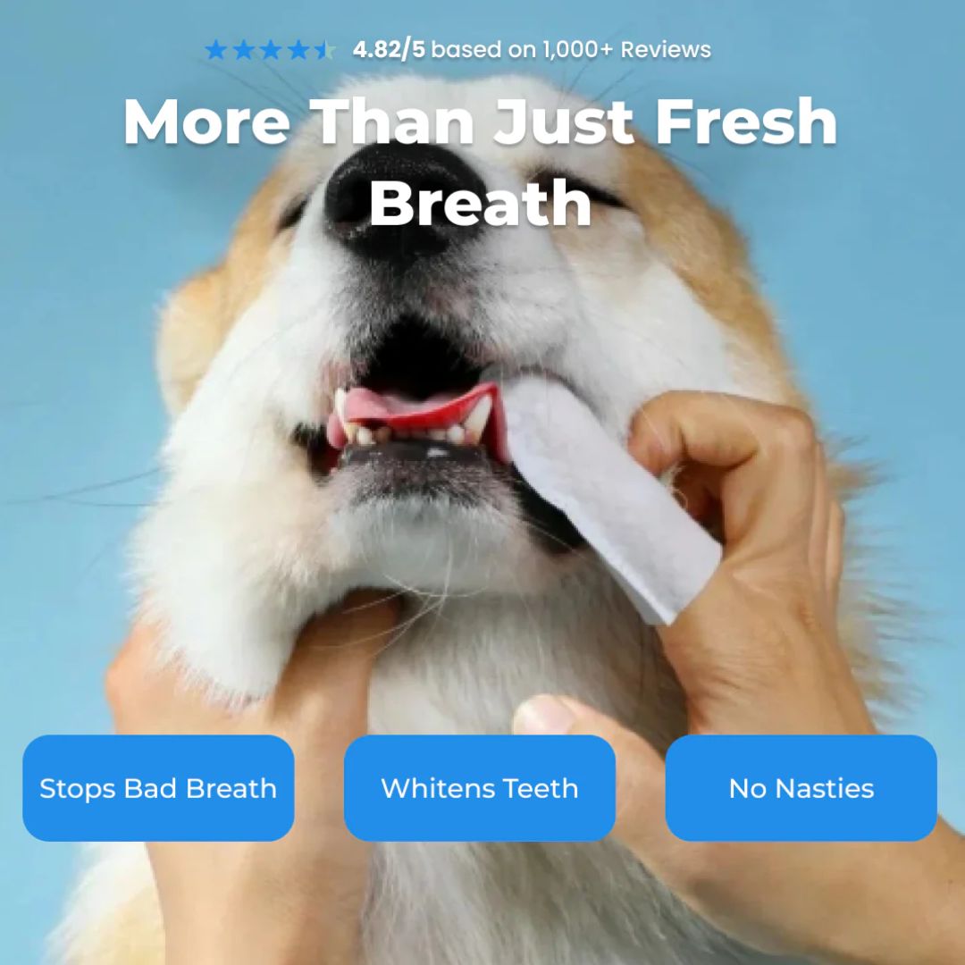FreshWipes-sett – beskytter mot tannsykdommer