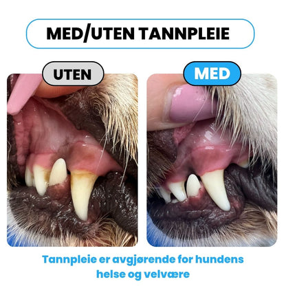Freshsmile Kit - Trygg Tannpleie Hjemmefra