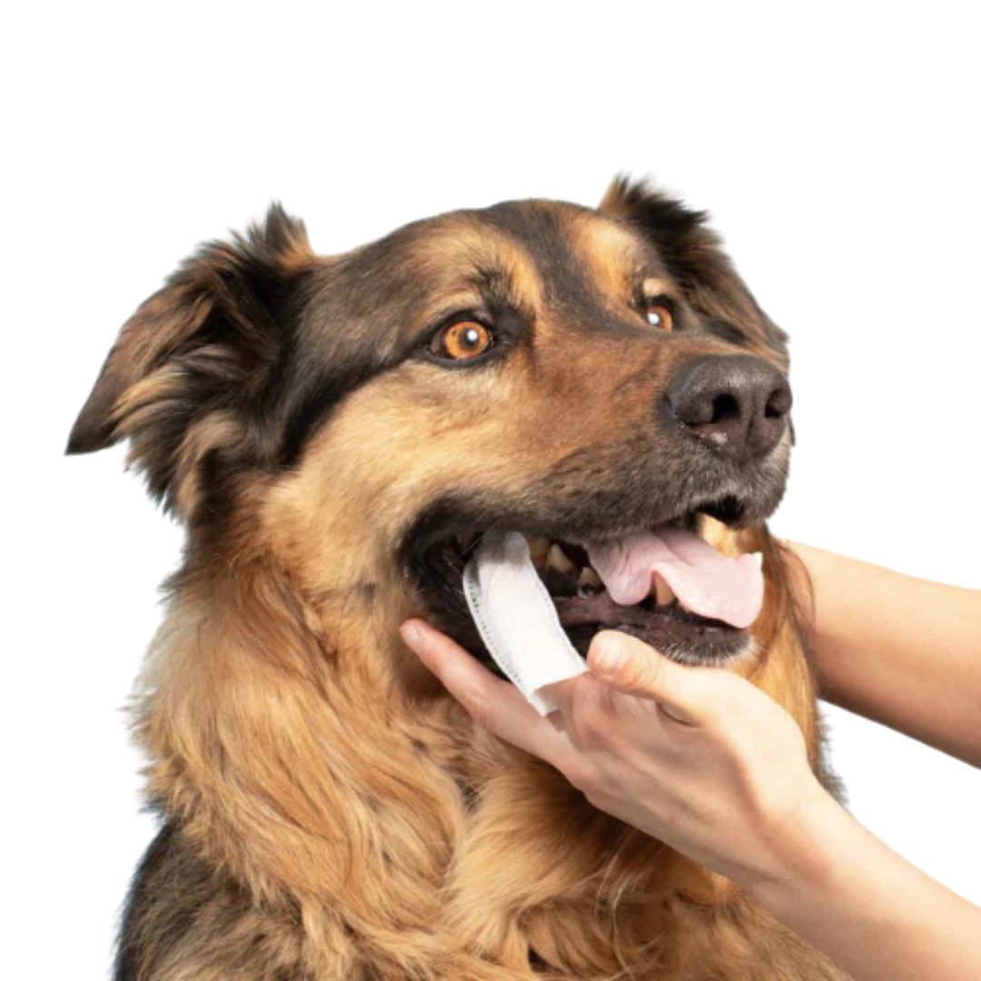 FreshWipe Kit - Beskytter mot tannproblemer