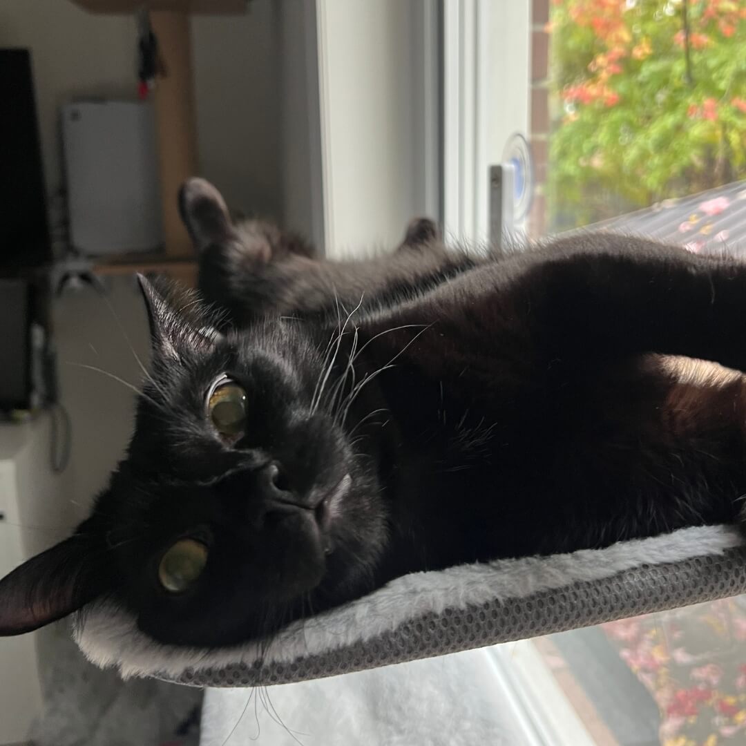 KattHammock - Avslappnande kattparadis 