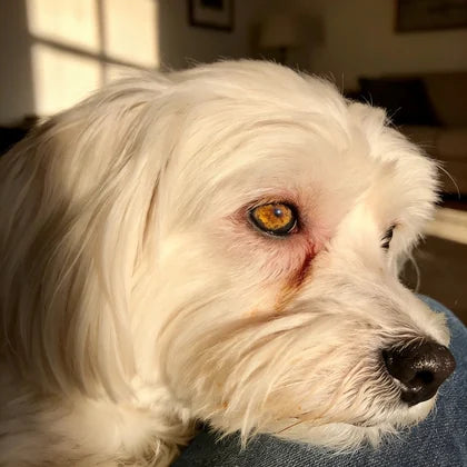 Week 2 — the same Maltese with less crust, some staining still visible