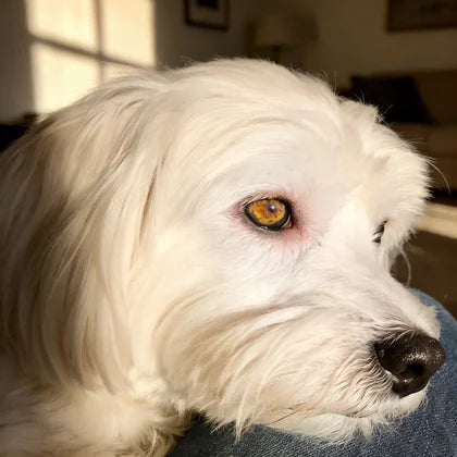 Week 3 — the same Maltese with a completely clear, bright eye area