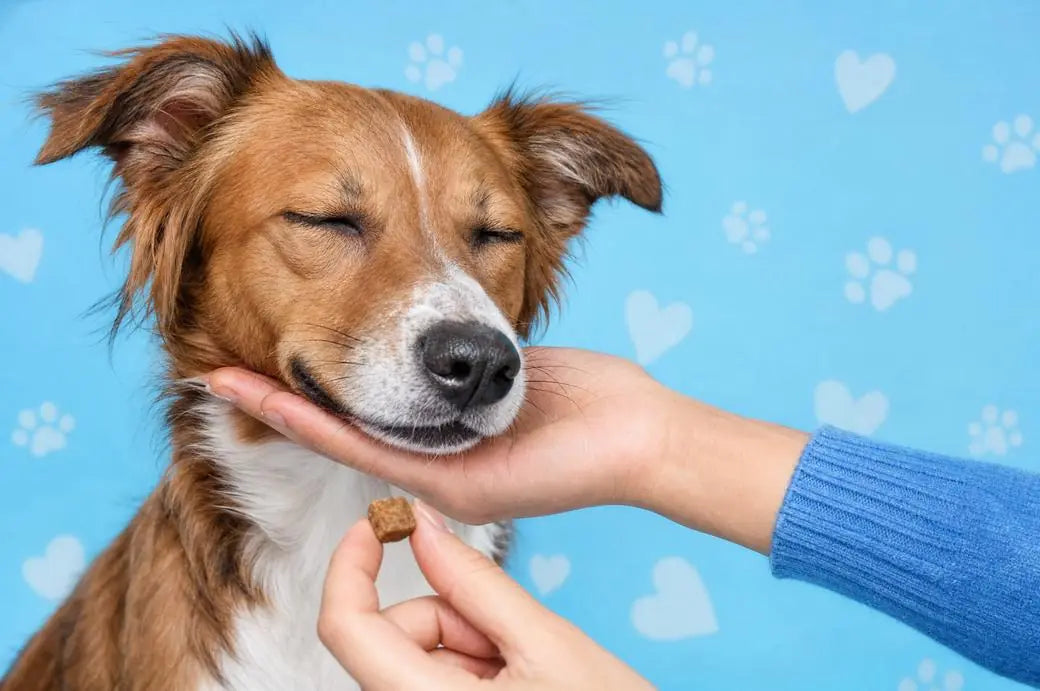 An owner gently holding a calm dog's chin with a treat in the other hand
