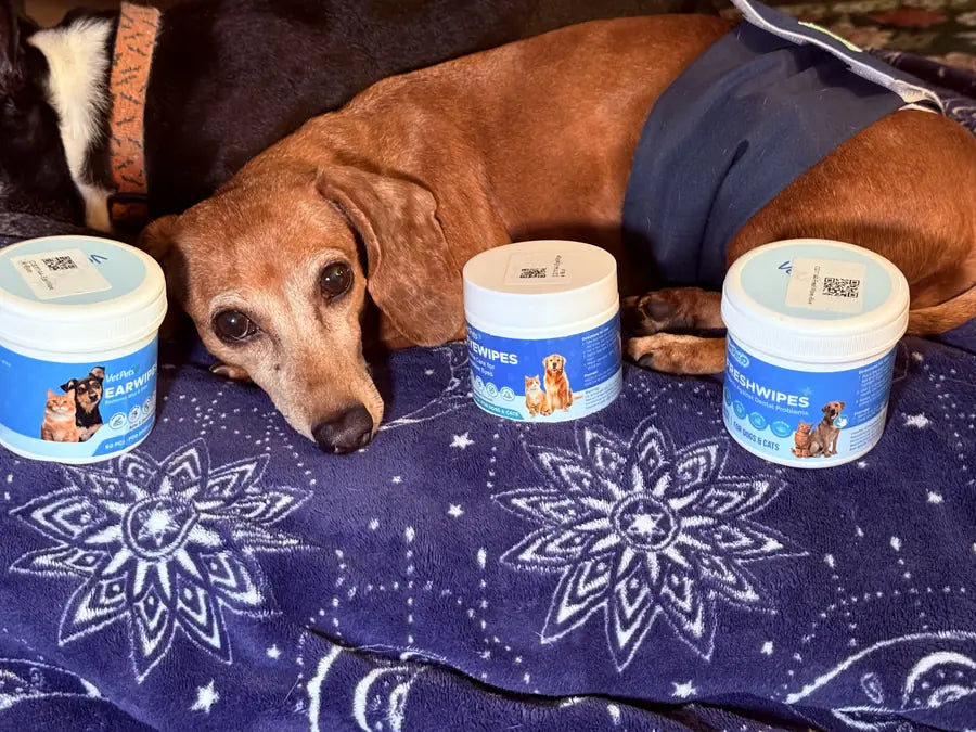 A customer's dachshund resting beside three VetPets jars on a blue blanket